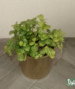 نبتة فيتونيا ابيض في اصيص سيراميك 3