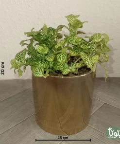 نبتة فيتونيا ابيض في اصيص سيراميك 4