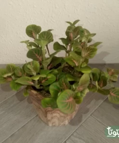 نبتة فيتونيا اخضر في أصيص سيراميك 1