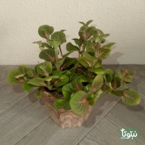 نبتة فيتونيا اخضر في أصيص سيراميك 1
