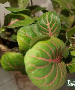 نبتة فيتونيا اخضر في أصيص سيراميك 2