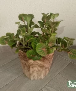 نبتة فيتونيا اخضر في أصيص سيراميك 3