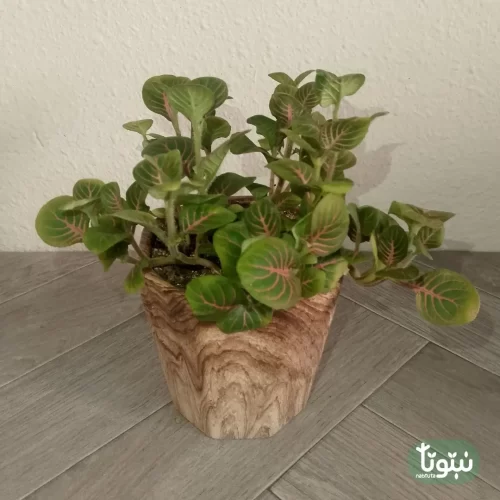 نبتة فيتونيا اخضر في أصيص سيراميك 3