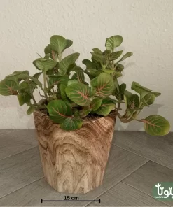 نبتة فيتونيا اخضر في أصيص سيراميك 4