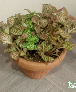 نبتة فيتونيا مشكل في اصيص فخار 1