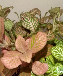 نبتة فيتونيا مشكل في اصيص فخار 2