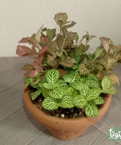 نبتة فيتونيا مشكل في اصيص فخار 3