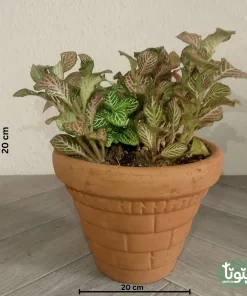 نبتة فيتونيا مشكل في اصيص فخار 4