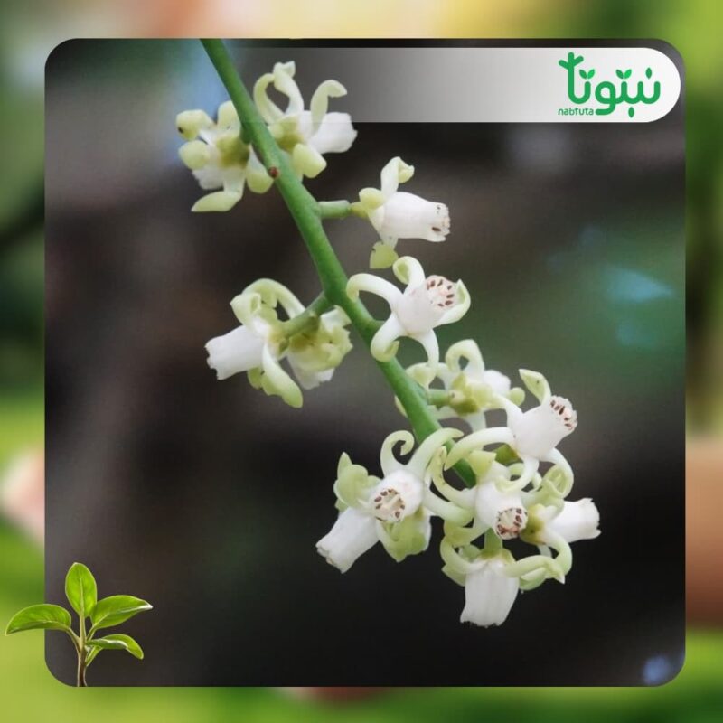 شجر الزنزلخت 2