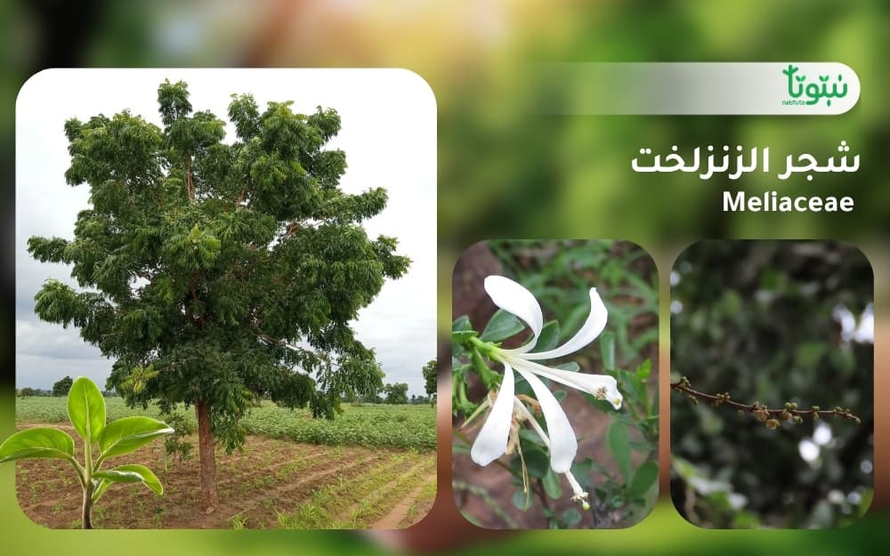 شجر الزنزلخت1