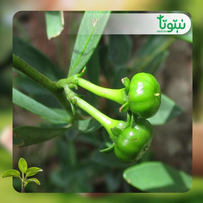 شجر الزنزلخت3