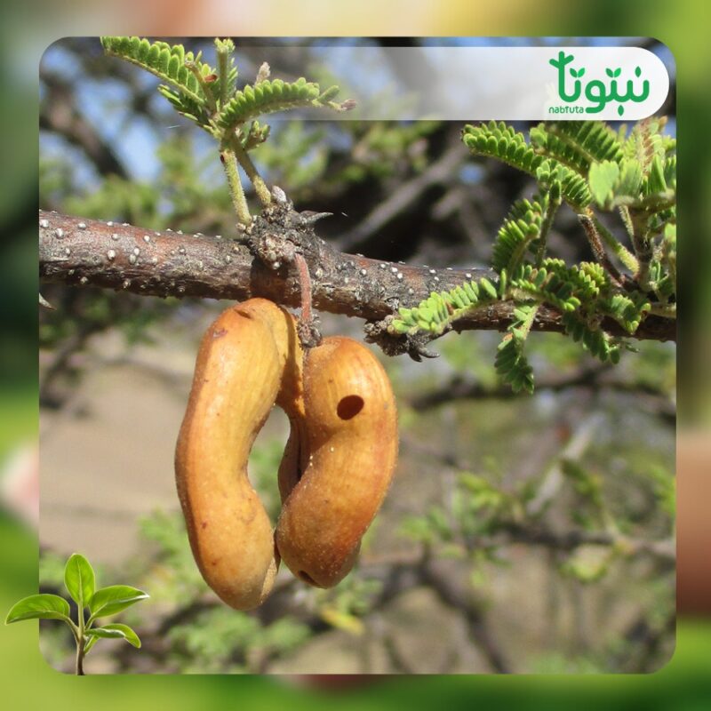 شجر السنط الملتوي 2