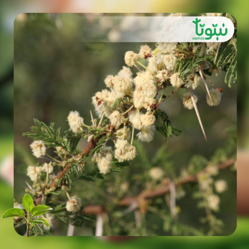 شجر السنط الملتوي 3