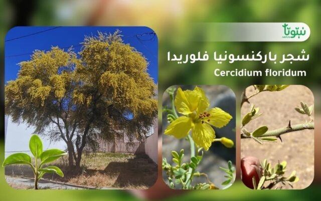 شجر باركنسونيا فلوريدا 1