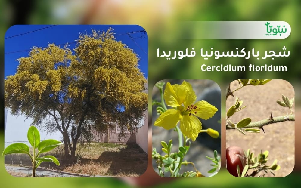 شجر باركنسونيا فلوريدا 1