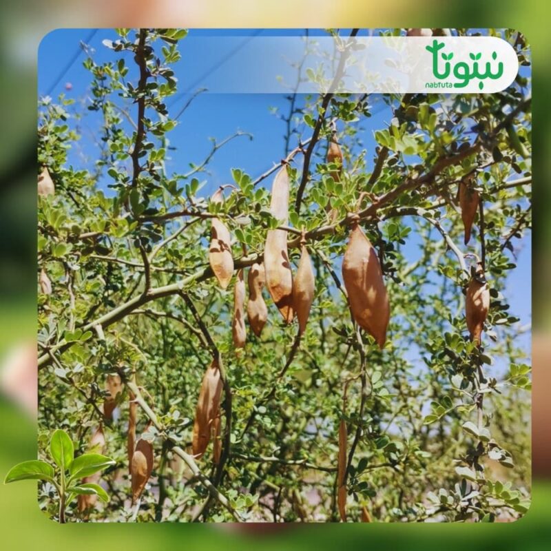 شجر باركنسونيا فلوريدا 2