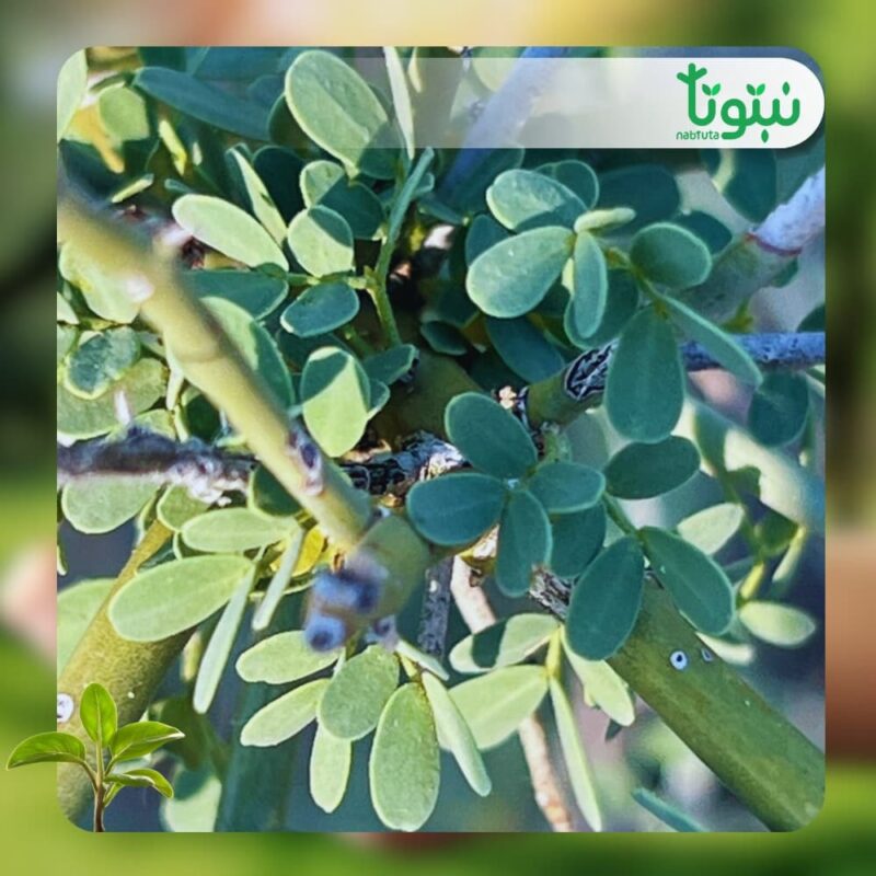 شجر باركنسونيا فلوريدا 3