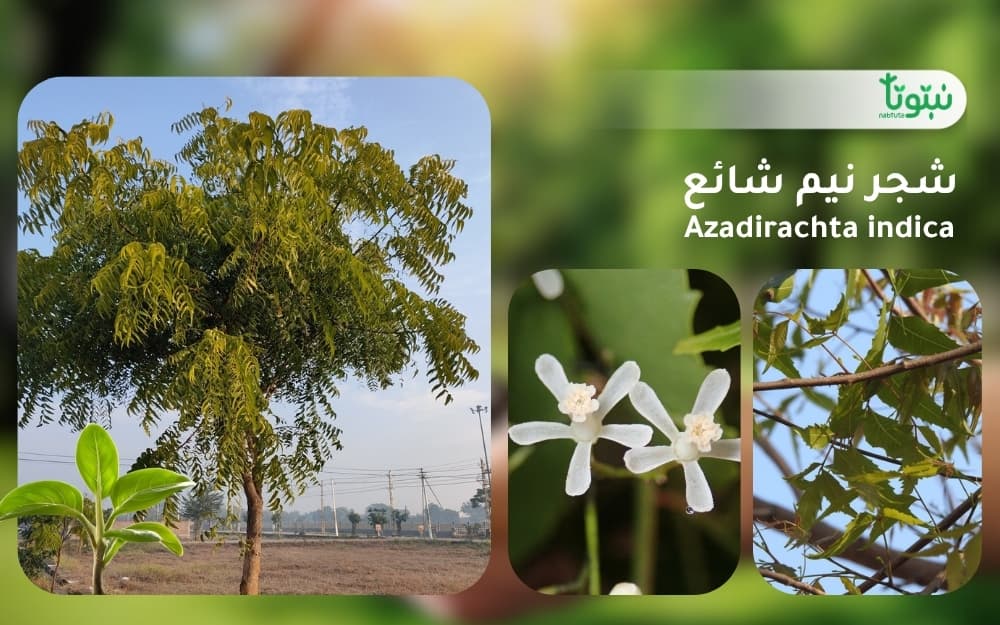 شجر نيم شائع 1