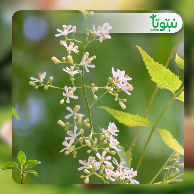شجر نيم شائع 2