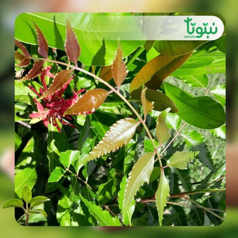 شجر نيم شائع 3