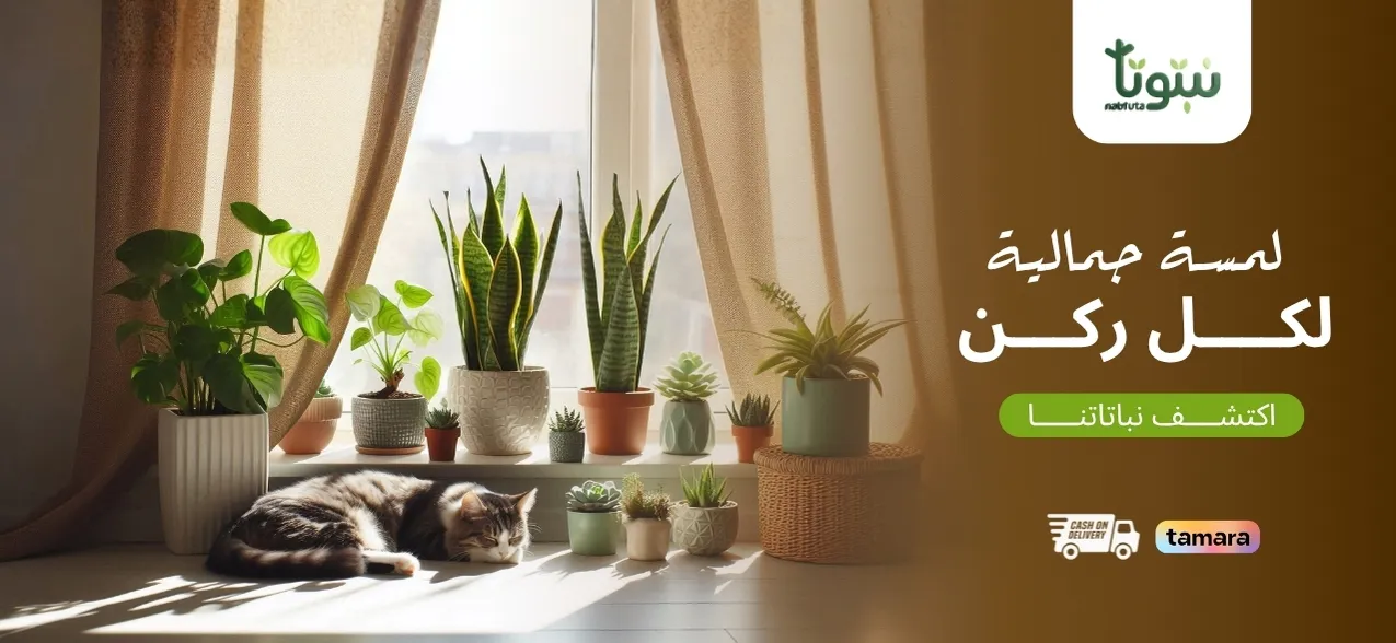 بانر الرئيسية نبتوتا ١