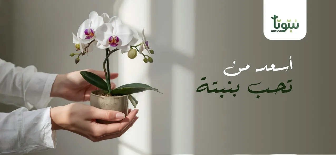 بانر الرئيسية نبتوتا ٢