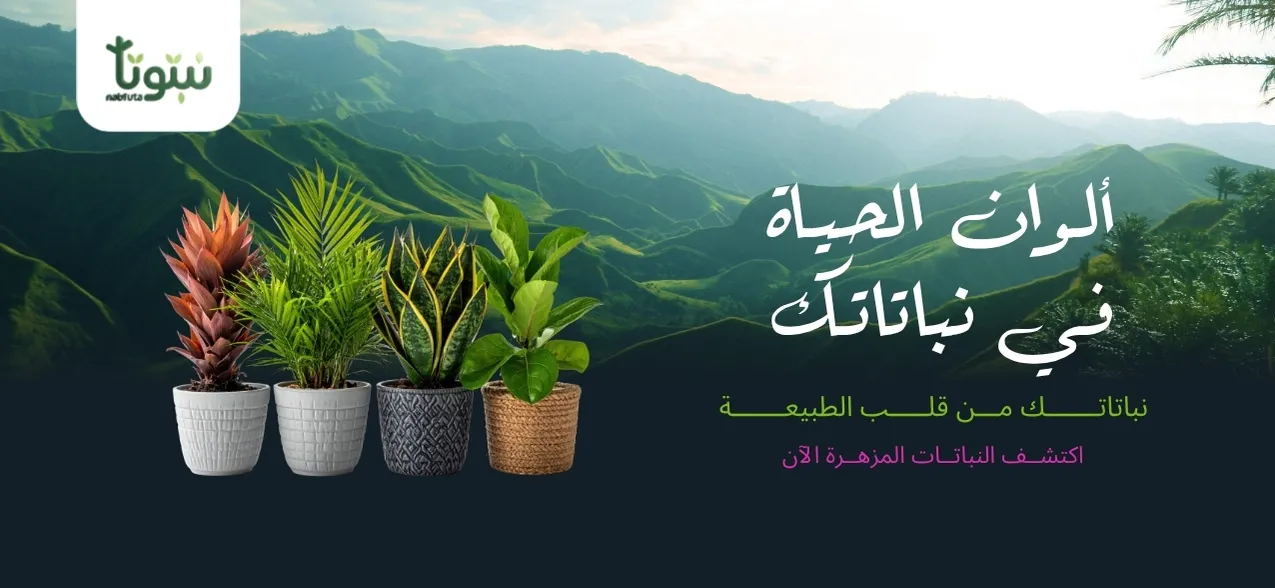 بانر الرئيسية نبتوتا ٣