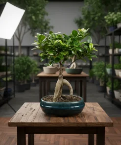 بونساي ميكروكاربا اصيص سيراميك ١