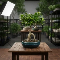 بونساي ميكروكاربا اصيص سيراميك ١