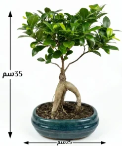 بونساي ميكرو كاربا في اصيص سيراميك ٤