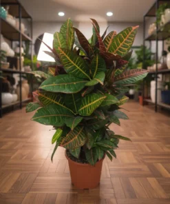 كروتون برنش