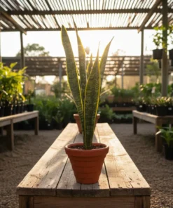 صبار الأغاف (Agave) ١