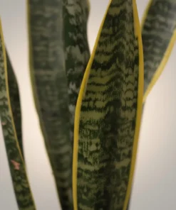 اوراق صبار الأغاف (Agave)