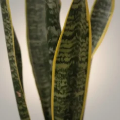 صبار الأغاف (Agave) في اصيص فخار - الصباريات - متجر نبتوتا 3
