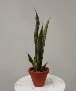 اوراق صبار الأغاف (Agave) ٠