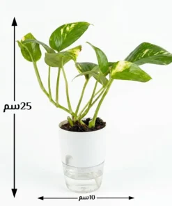 نبتة بوتس في اصيص ابيض ري ذاتي ٤