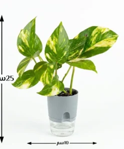 نبتة بوتس في اصيص رصاصي ري ذاتي ٤