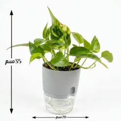 نبتة بوتس كبيرة في اصيص رصاصي ري ذاتي ٤