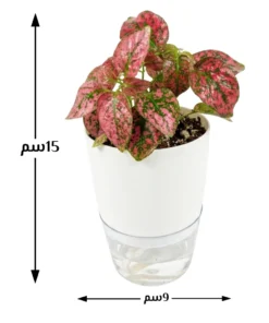 نبتة بولكا الرقطاء (هيبوستس) حمراء