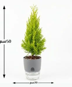 نبتة سرو ليمون في اصيص ري ذاتي