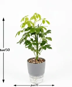 نبتة شفليرا خضراء في اصيص ري ذاتي ابيض شفاف ٤ (٥٠_٢٠)