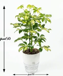 نبتة شفليرا ذهبي في اصيص ري ذاتي ابيض شفاف ٤
