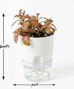 نبتة فيتونيا حمراء في اصيص ري زاتي٤ (١٥_٩)