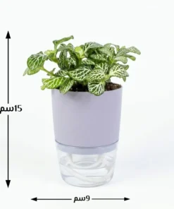 نبتة فيتونيا خضراء في اصيص ري زاتي٤
