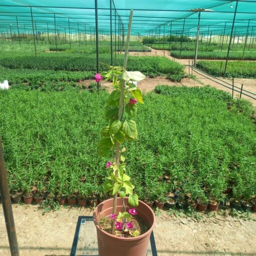 جهنمية بلدي بنفسجي مركن 25 سم - Bougainvillea Purple تُعد جهنمية بلدي بنفسجي من أجمل وأشهر النباتات المتسلقة المستخدمة