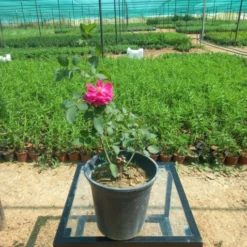 جوري سلطاني أحمر مركن 20 سم - Red Sultan Rose جوري سلطاني أحمر هو واحد من أجمل أنواع الورود التي تزرع في الحدائق