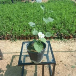 خطمية (الخبيزة) بيضاء مركن 20 سم - White Hollyhock خطمية بيضاء، والمعروفة أيضًا بالخبيزة، هي نبتة ذات مظهر جمالي ملفت