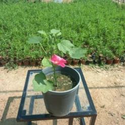 خطمية (الخبيزة) أحمر مركن 20 سم - Malva Rosea Red تعد خطمية (الخبيزة) أحمر من النباتات الجميلة ذات الأزهار الوردية