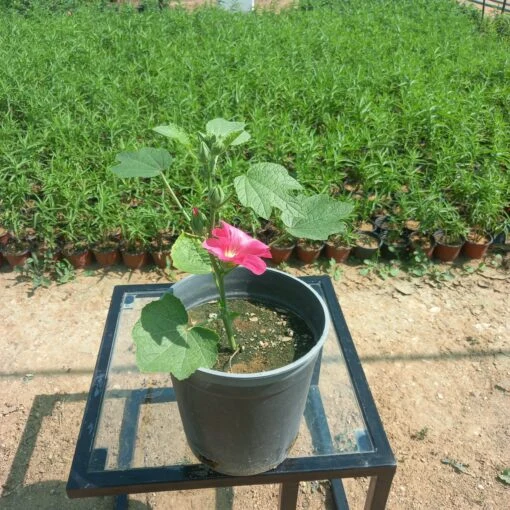 خطمية (الخبيزة) أحمر مركن 20 سم - Malva Rosea Red تعد خطمية (الخبيزة) أحمر من النباتات الجميلة ذات الأزهار الوردية