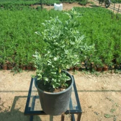 وايتكس مركن 25 سم - Ficus Green نبتة وايتكس مركن 25 سم هي واحدة من أجمل النباتات التي تتميز بأوراقها الخضراء اللامعة